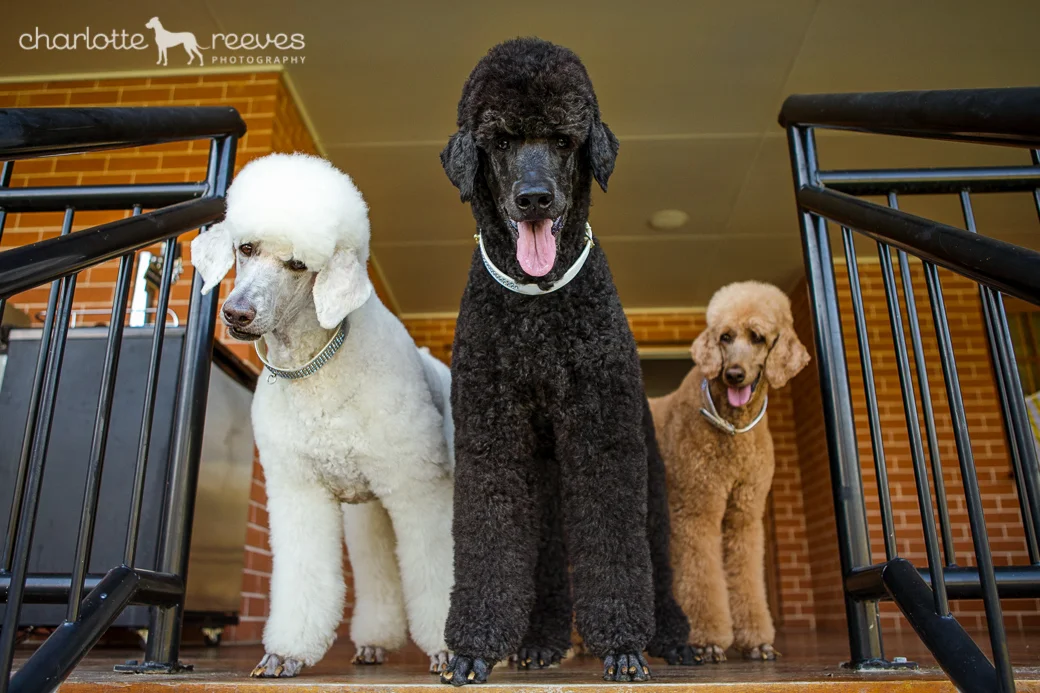 Deluxe Session ~ Albert, Grace &amp; Ruby the Poodles in Brisbane  