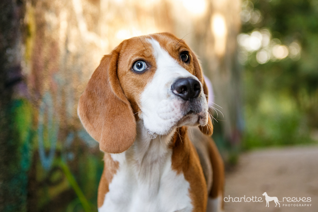 Bare Bones Session ~ Humphrey the Beagle in Brisbane  