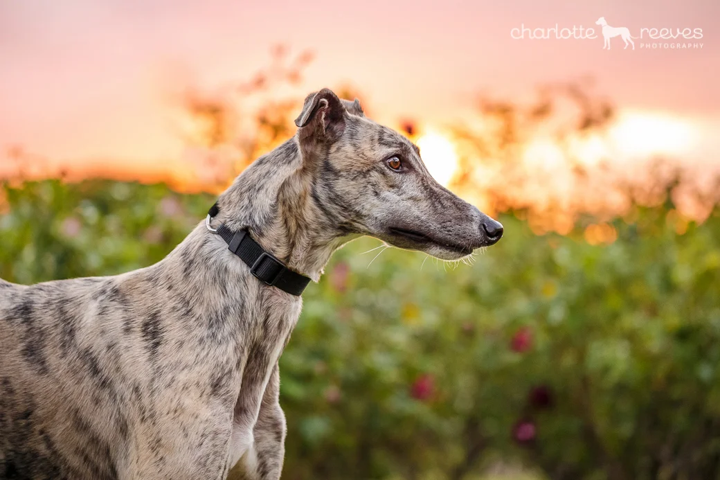 Bare Bones Session ~ Ziggy the Greyhound in Brisbane  