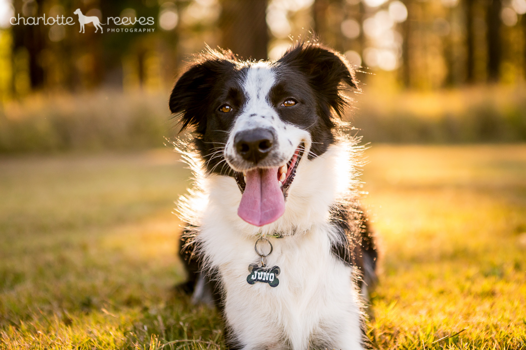 Client Session ~ Juno the Border Collie in Brisbane  
