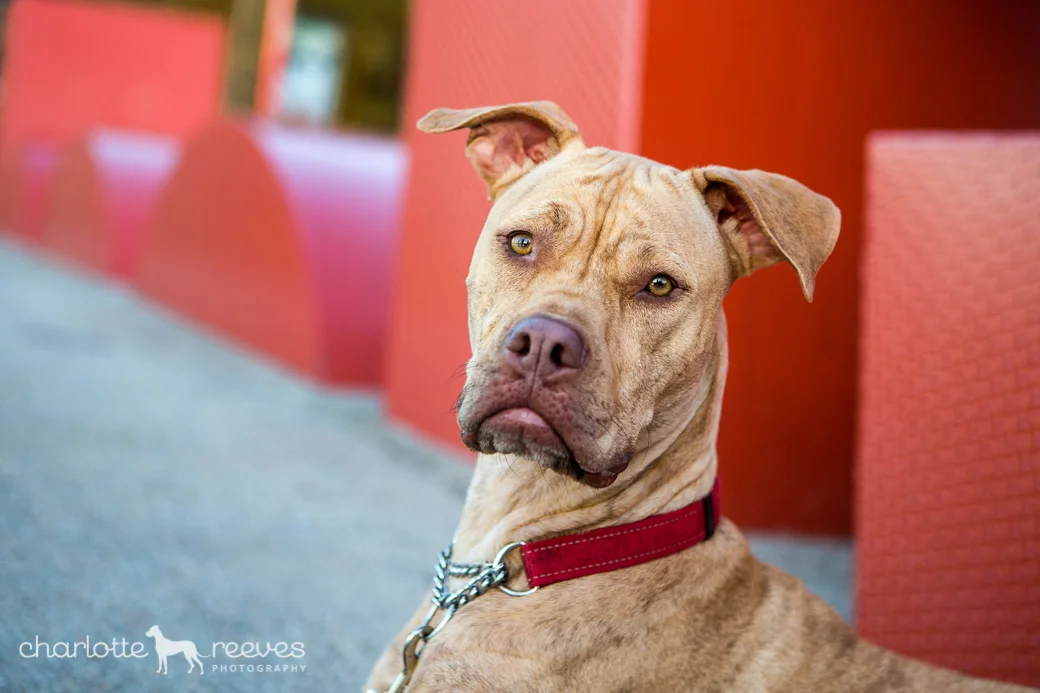 Model Session ~ Phoenix the Staffy Mix in Brisbane  