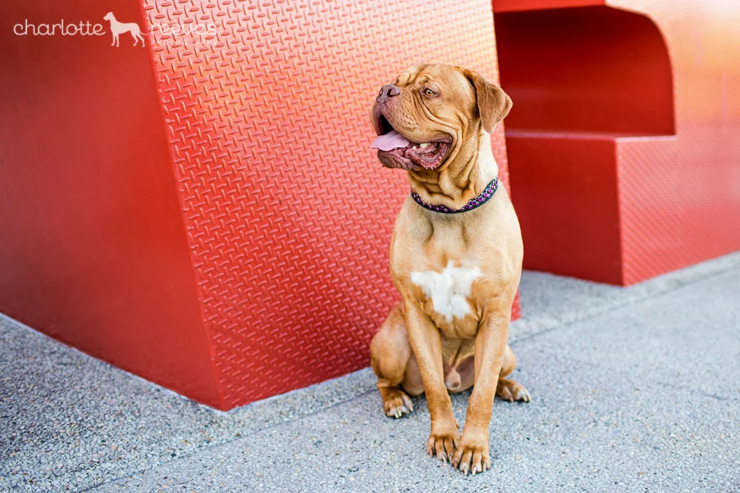 Model Session ~ Bert the Dogue de Bordeaux at New Farm Park, Brisbane  