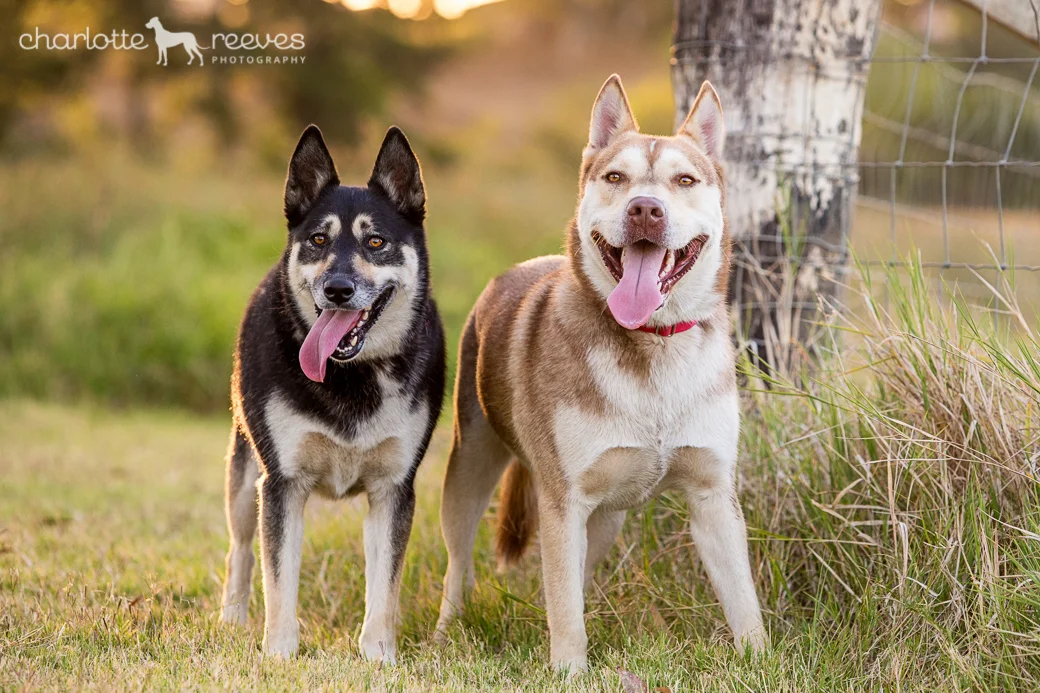 Client Session ~ Nita &amp; Turbo the Husky mixes in Brisbane  