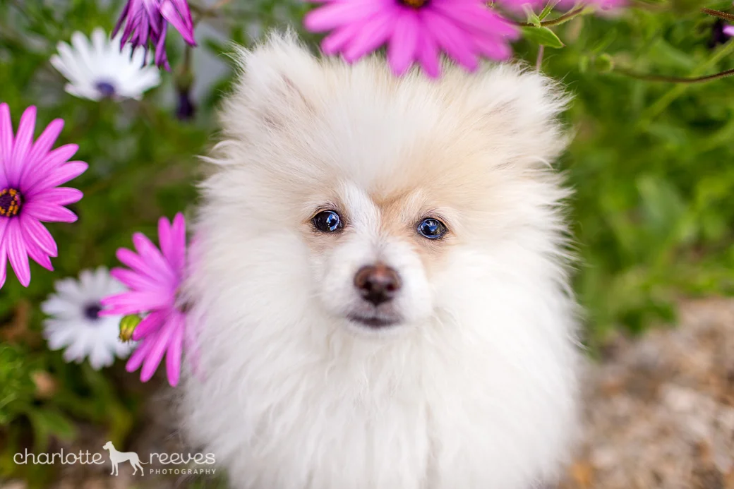 Travel Session ~ Mischa &amp; Teddy the Puppies in Canberra  