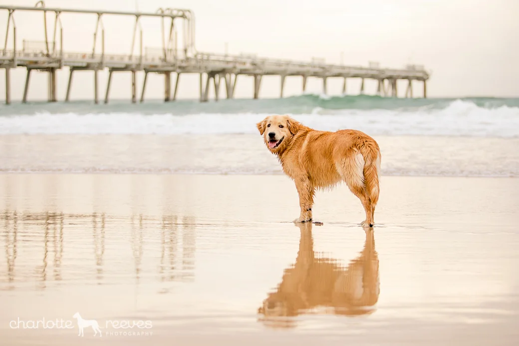 Client Session ~ Bam Bam the Golden Retriever at the Gold Coast  