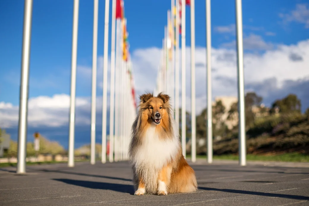 Travel Session ~ Archie the Shetland Sheepdog in Canberra  