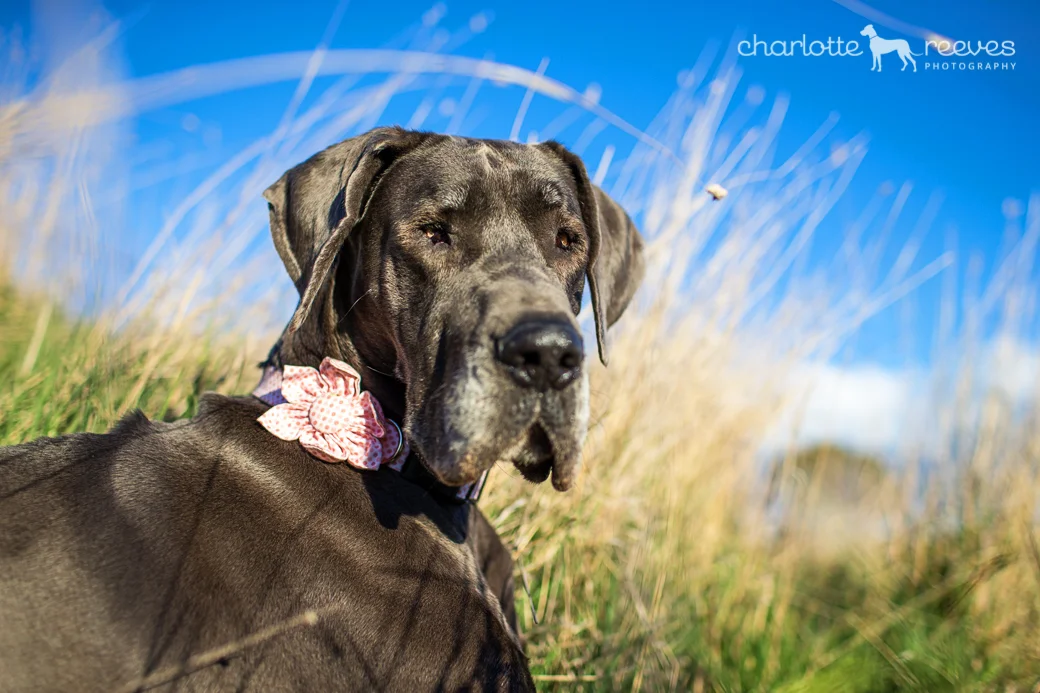 Travel Session ~ Boris &amp; Matilda the Great Danes in Canberra  