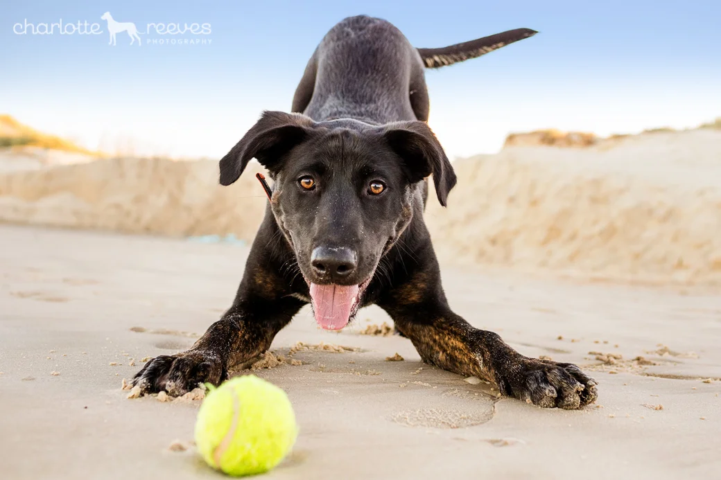 Client Session ~ Logan the German Shepherd mix at the Gold Coast  