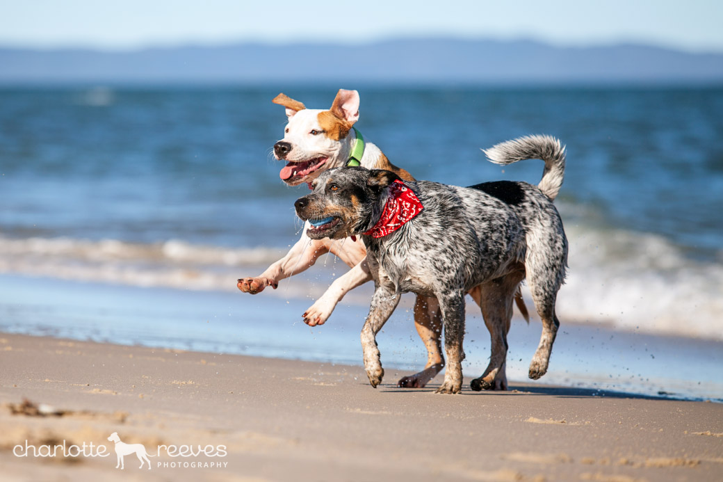 Client Session ~ Ollie and Mia at Bribie Island  