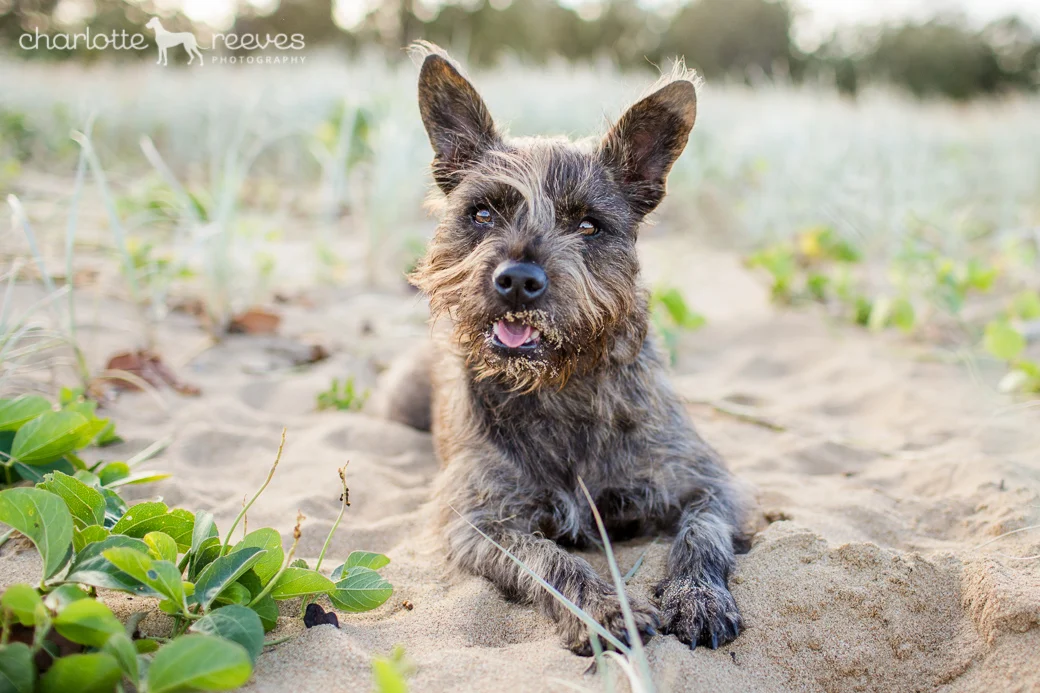 Client Session ~ Clive the Staffy Maltese Mix in Mackay  