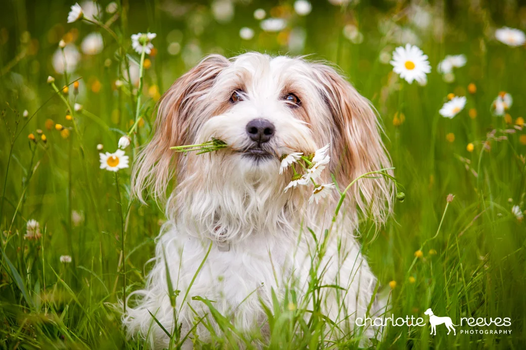 Pet Photographer's Meetup in the Poconos - Part II  