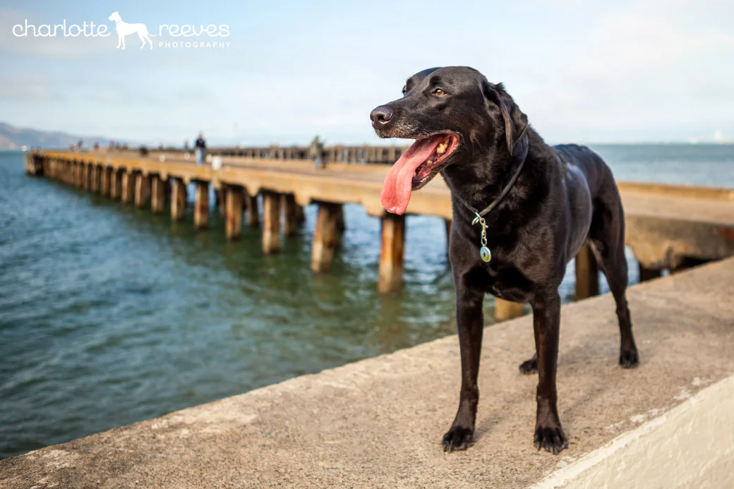Client Session ~ Jack the Labrador Retriever in San Francisco USA  