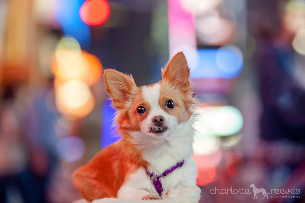 Dog Photography in Times Square, New York City  