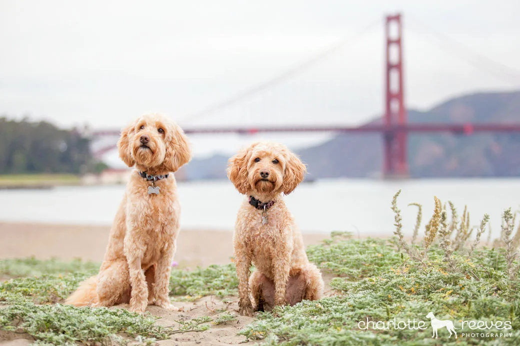 Client Session ~ Penny and Charlie in San Francisco, CA  