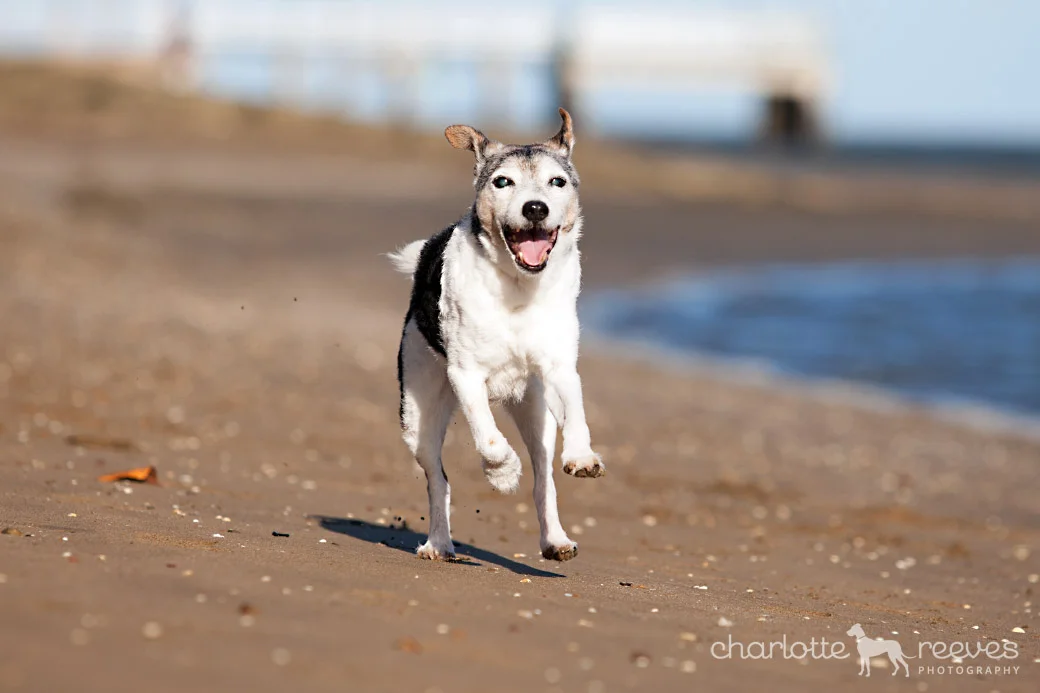 Client Session ~ Jake the Jack Russell Terrier in Brisbane  