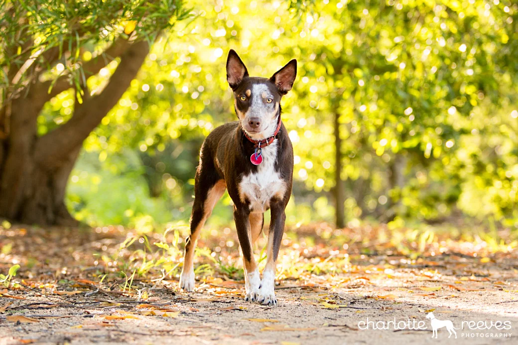 Model Session ~ Ruby the Koolie in Brisbane  