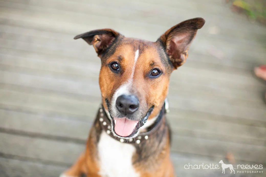 Client Session ~ Harley at Fig Tree Pocket, Brisbane  