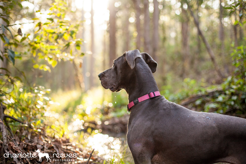Wordless Wanderings ~ Luna in the Aussie Bushland  