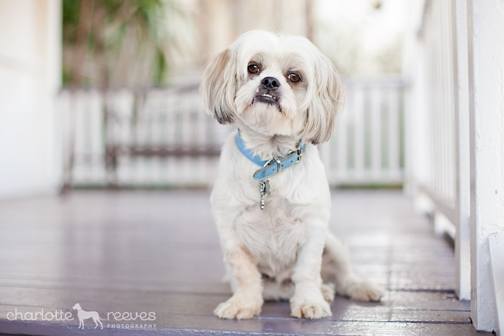 Client Session ~ Pippi &amp; Hooch in Brisbane  
