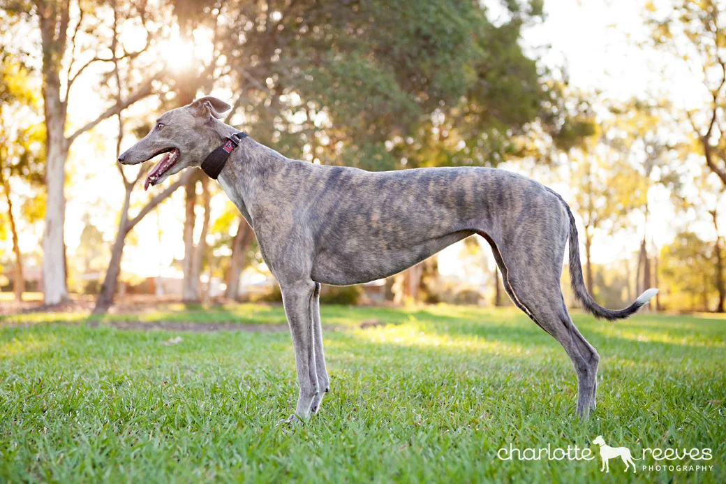 Client Session ~ Lucy and Deanna the Greyhounds in Brisbane  