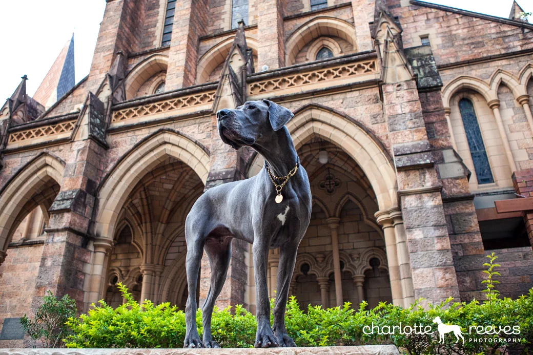 Client Session ~ Hugo the Great Dane &amp; Henry the Jack Russell X in Brisbane City  