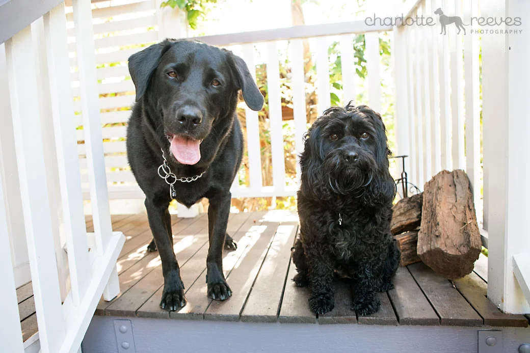Client Session ~ Bowie and Butters in Brisbane  