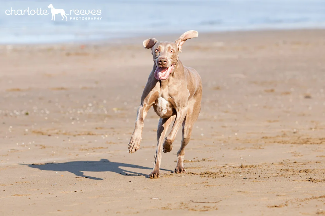 Client Session ~ Callie the Weimaraner at Shorncliffe, Brisbane  