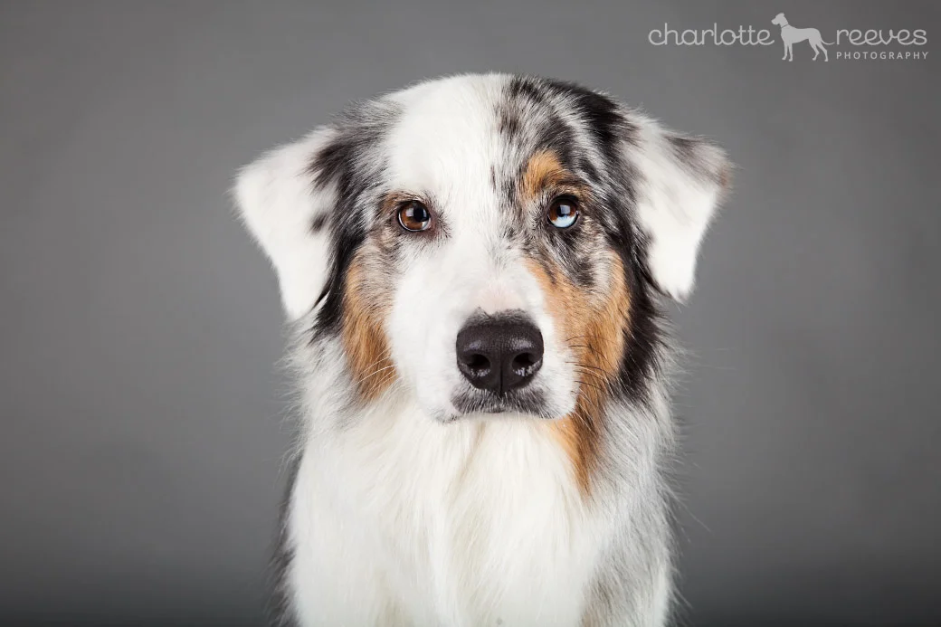 Studio Session ~ Lottie the Australian Shepherd  
