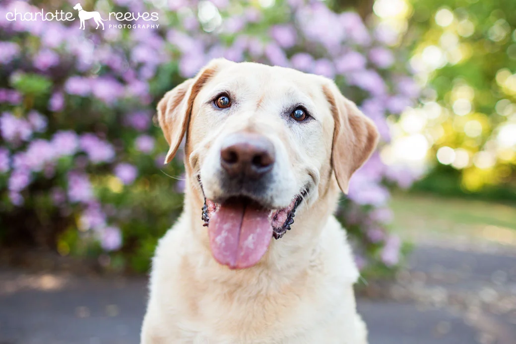 On-Location Client Session ~ Bentley the Labrador in Toowoomba  