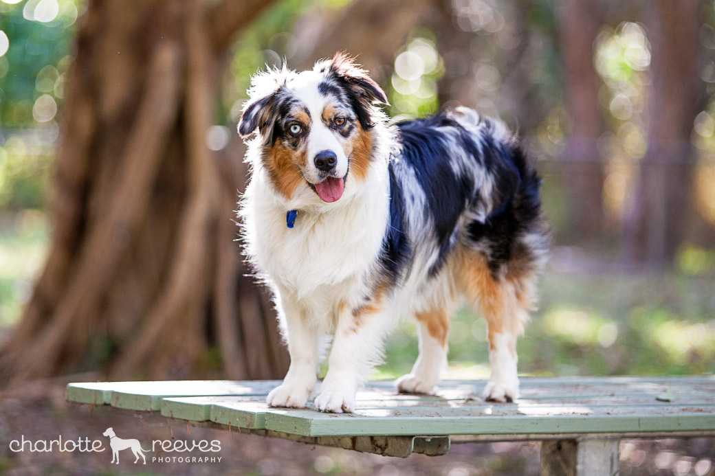 Model Session ~ Autumn the Australian Shepherd at Bribie Island  
