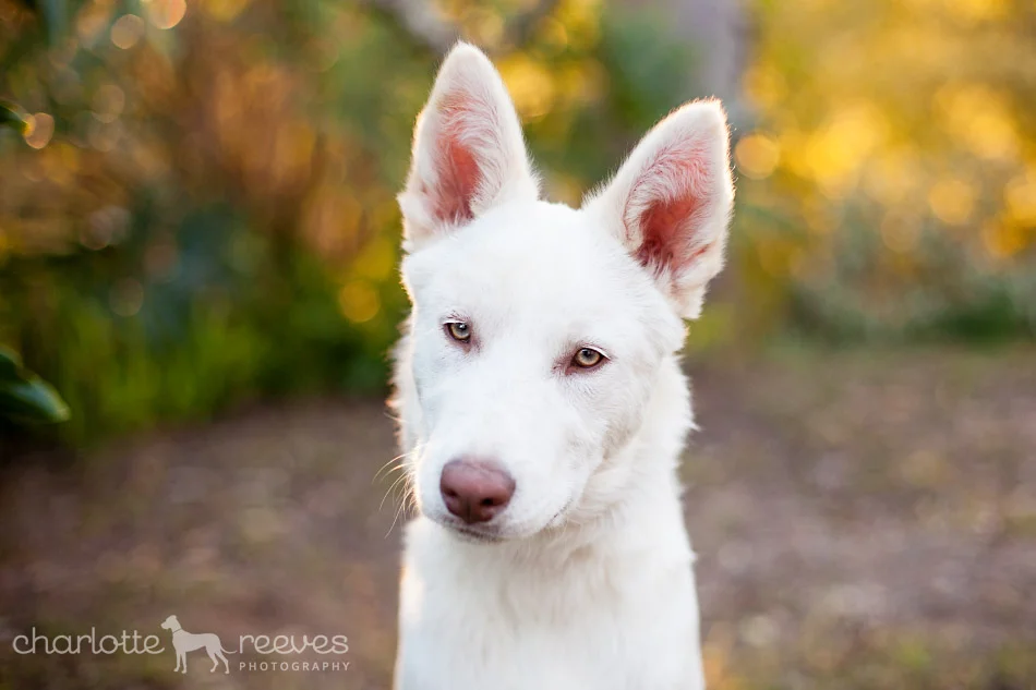 On-location Session ~ Cosmo the Siberian Husky X Border Collie  