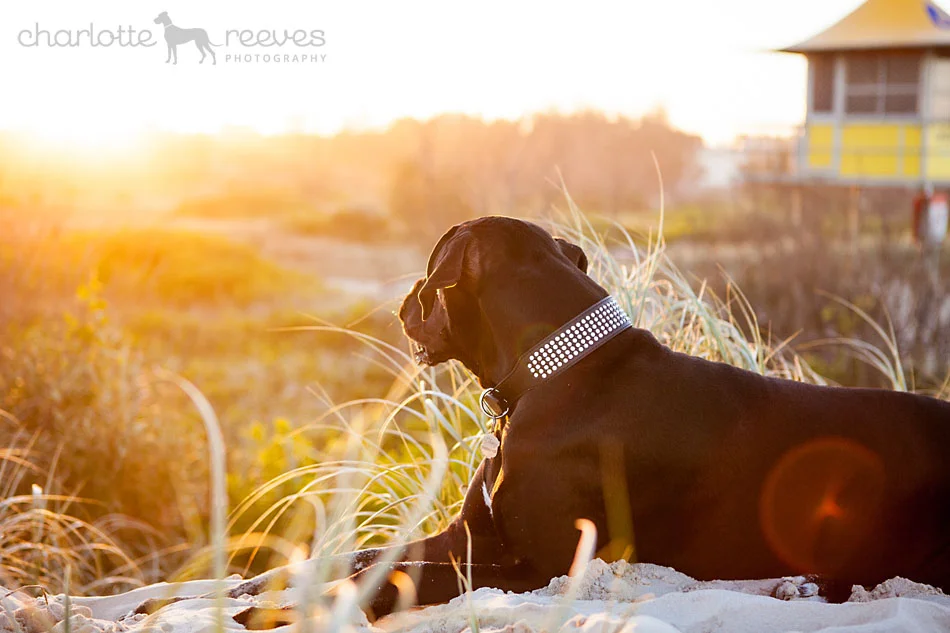 Client On-location Session ~ Charge the Great Dane on the Gold Coast  