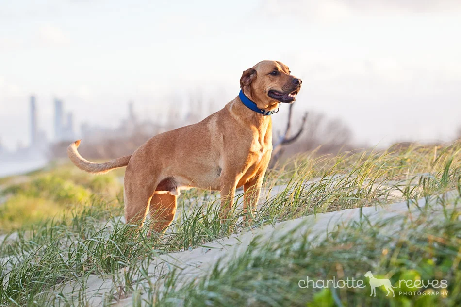Client Session ~ Geoffrey the Rhodesian Ridgeback X  