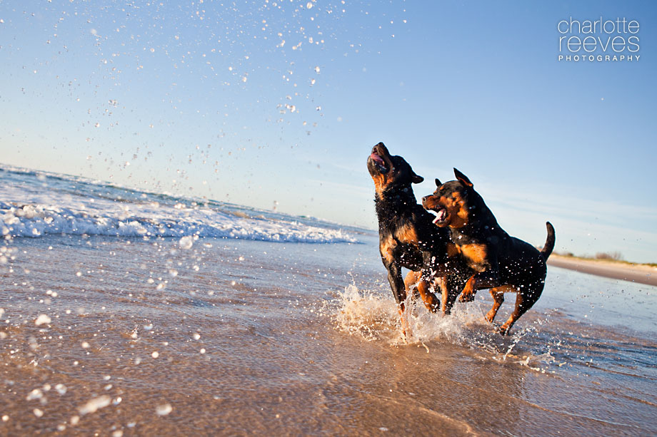 Client Session ~ Milly and Mack the Rottweilers  
