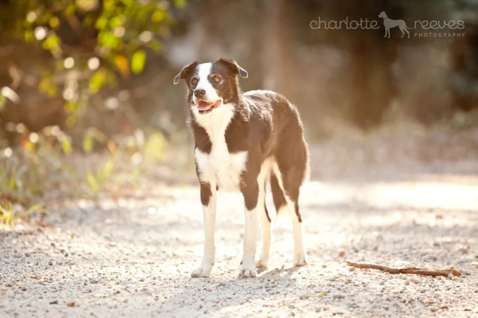 Client Session ~ Maddie the Border Collie x Kelpie  