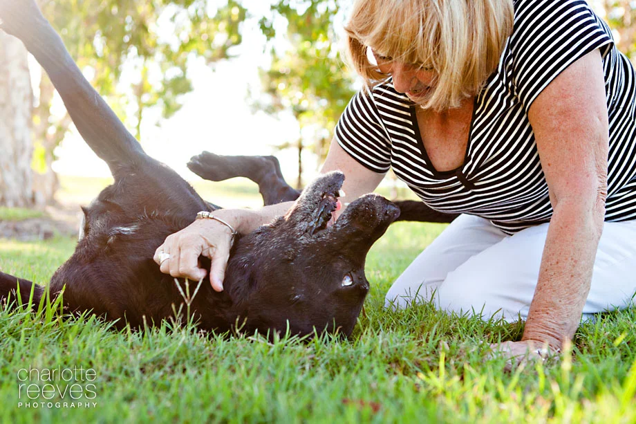 Client Session ~ Albert the Labrador x Mastiff  