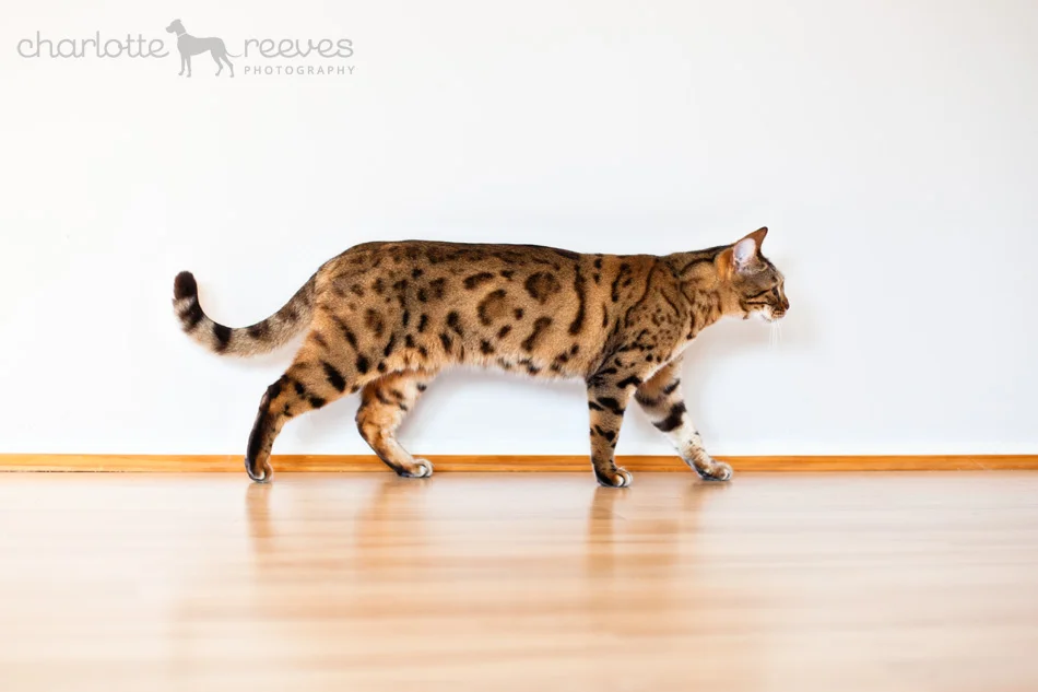 Client Session ~ Sahara the Bengal and Julius the Ragdoll  