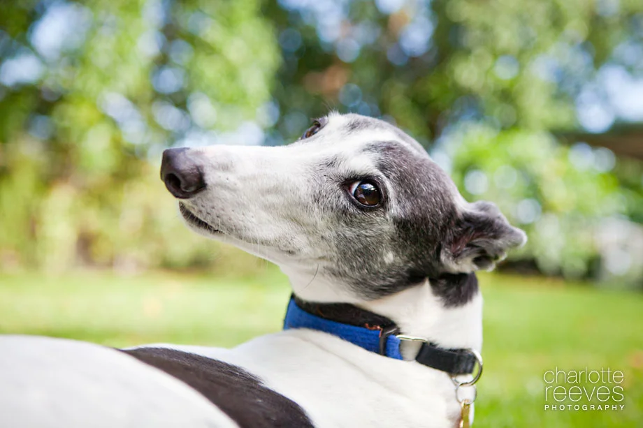 Client Session ~ Kane, Heli, Angel and Tiger the Greyhounds  