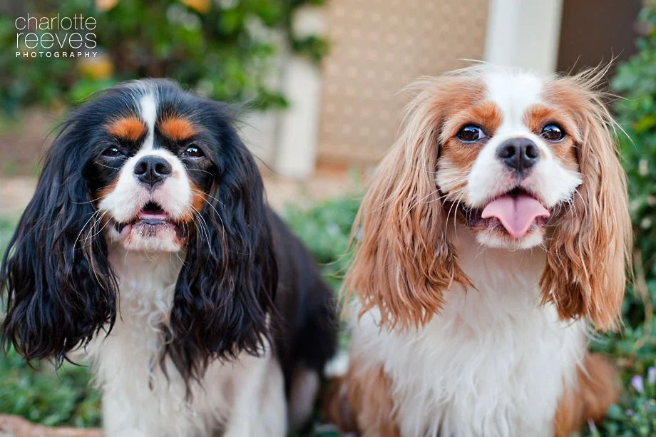 Client Session ~ Lexie and Chloe the Cavalier King Charles Spaniels  