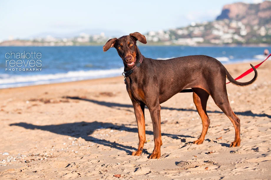 Client Session ~ Zoe the Doberman in Townsville