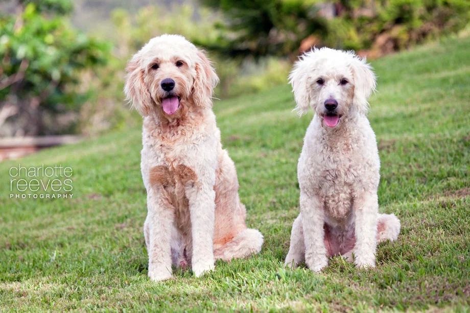 Client Session ~ Gus and Inca the Poodle x Golden Retrievers on the Gold Coast  