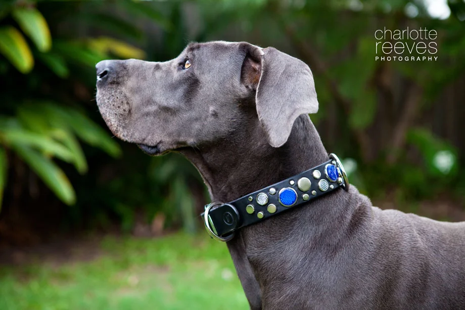 Product Review ~ Ruthless Leather Collar &amp; Hands-free Leash  