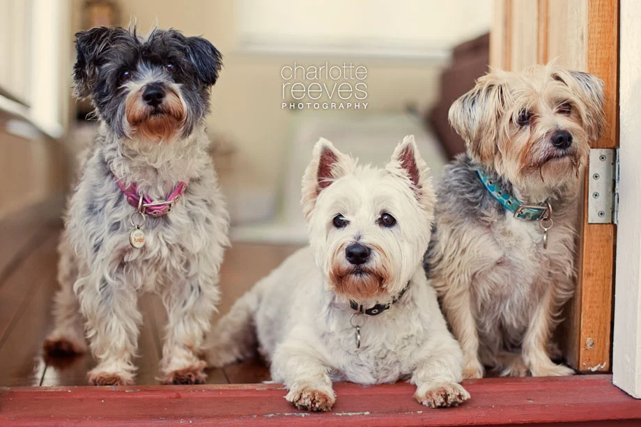 Client Session ~ Buster, Roxsie and Maxsie in Brisbane  