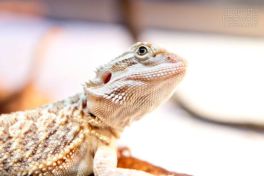 Client Session ~ Socks and Beardly the Bearded Dragons  