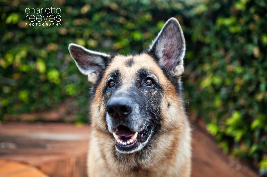 Client Session ~ Zoey the German Shepherd on the Gold Coast  