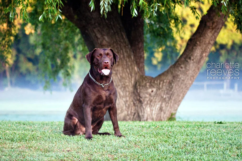Client Session ~ Scout and Nelle the Labrador Retrievers  
