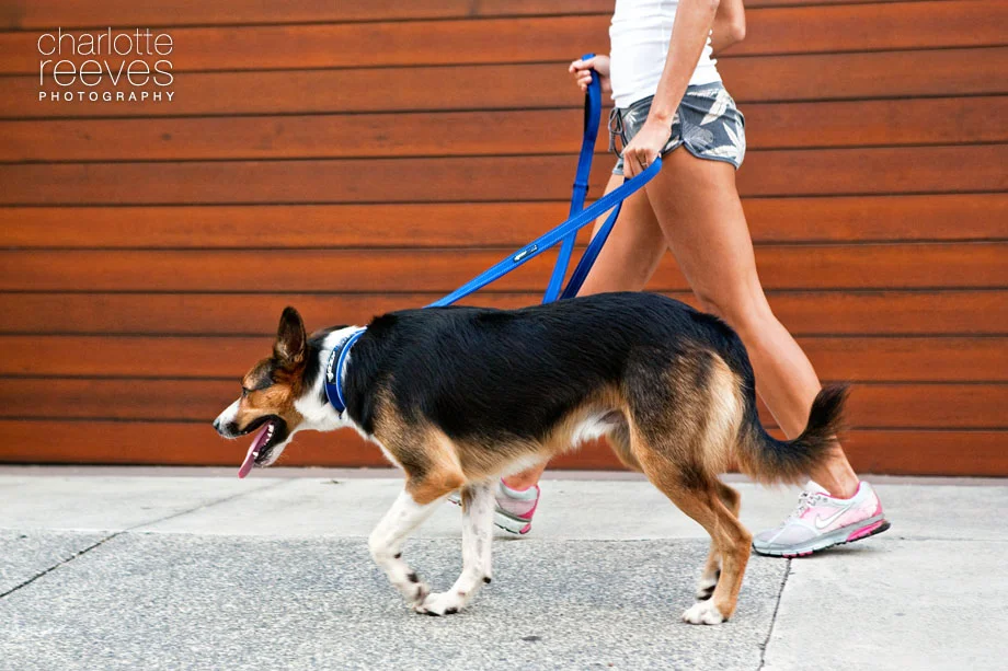 Commercial Client Session ~ EzyDog on the Gold Coast  