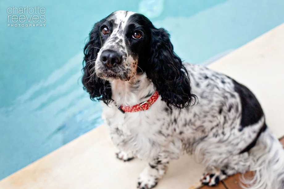 Client Session ~ Pippi the English Cocker Spaniel  