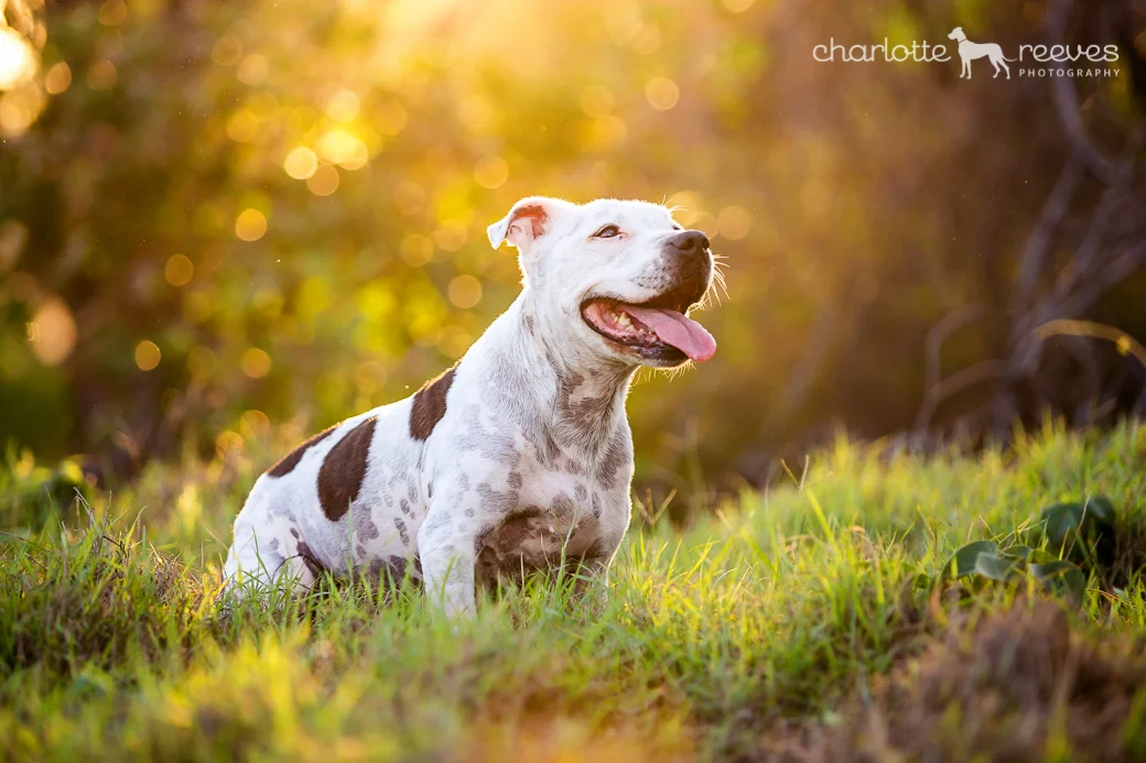 Bare Bones Session ~ Mooky the Staffordshire Bull Terrier on the Gold Coast  