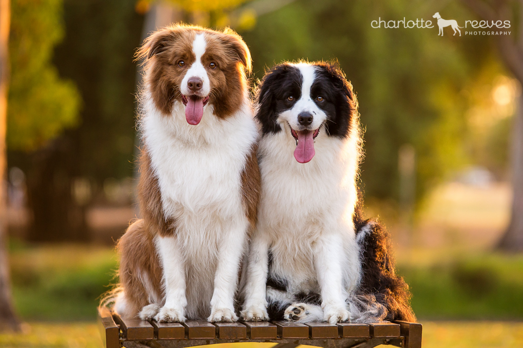 Deluxe Session ~ JayJay &amp; Milo the Border Collies at the Gold Coast  